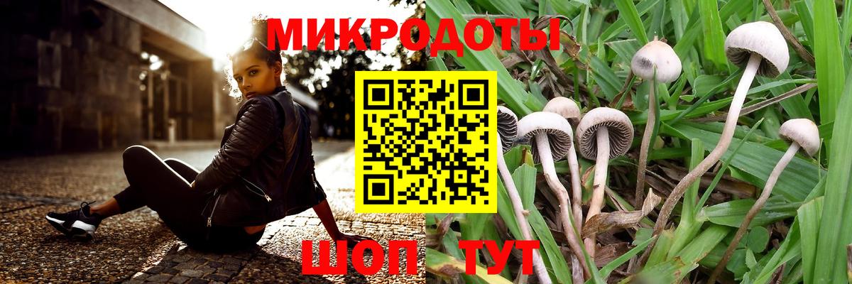 Галлюциногенные грибы Psilocybe Лыткарино